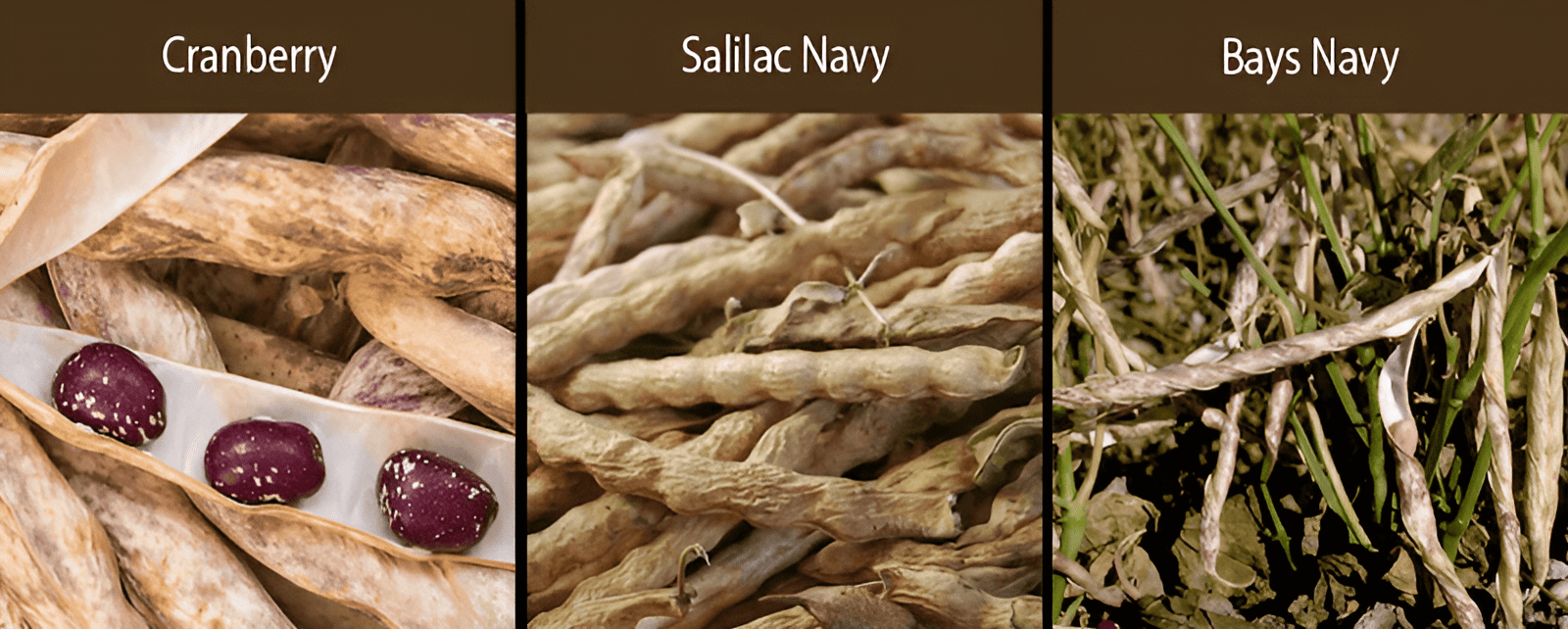 cranberry navy bean salilac navy bean bays navy bean varieties